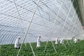 小草莓成为大产业视频封面