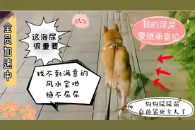 狗狗着急尿尿却硬要憋着，原来是要找到它满意的地方才肯尿尿。视频封面