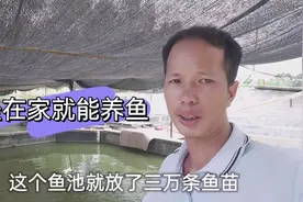 农村大叔在红砖池养鱼，用生石灰泡水养，一立方水可养400条视频封面