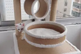 流浪猫仔领养20天后被退回，猫妈妈的反应气炸铲屎官，丢奶爸上线视频封面