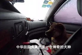 小伙在海拔5000米的湖边睡车里，晚上零下十几度，田园犬真抗冻视频封面