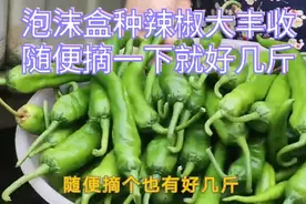 泡沫盒子种辣椒也能大丰收，来不及采摘有的已经掉下来烂掉了视频封面