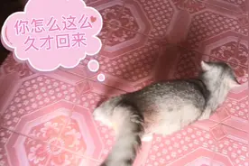 铲屎官出差了两天，回家后猫咪竟然…