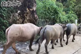 越南的水牛，小伙子买了5头总共花了2万（RMB)。视频封面