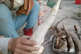 木薯是一种非常好吃的美食，但是做法不对150克就能毒死一个人视频封面