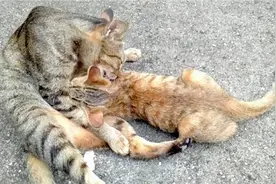 猫咪已诞辰80天还在吃奶，请大家来说说该不该断奶了。😋