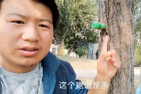 垂柳树上面都插着绿色小药瓶，载舟听说给树木避孕？真的恁神奇？视频封面