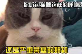 这只猫天生就不会发出正常的呼噜声，声音就像感冒鼻塞后的打鼾声