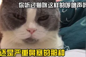 这只猫天生就不会发出正常的呼噜声，声音就像感冒鼻塞后的打鼾声视频封面