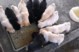 小四眼小白狗，品相极佳网友要买，主人统统不卖，原来原因是这样