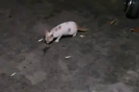 夜间近距离，观看自养的猫偷吃鲫鱼。视频封面