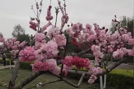 桃花开满三月天视频封面