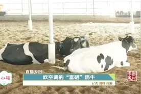 这里的奶牛住空调房，睡“席梦思”，产的富硒奶竟有抗癌功效视频封面
