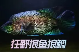 十大凶猛观赏鱼之道氏火口视频封面