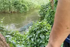 未干过的鱼塘下地笼，看小伙如何抓黑鱼，太激动了视频封面