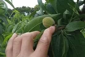 桃树的枝条过旺，短截后上面的桃子也长不大，看一下原因吧