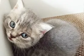 6只小奶猫一只接一只爬出纸箱，铲屎官:小主子们要不要帮忙啊