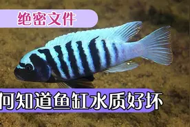 简单鉴别鱼缸水质的好坏小窍门视频封面