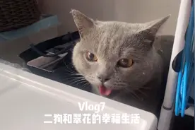 猫猫为什么会像狗一样喘气？又呆萌又心疼