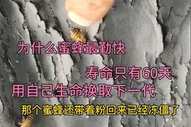 为什么蜜蜂最勤快，寿命只有60天宁可用自己生命换取下一代