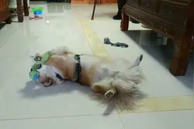 小狗奔儿头这摇头舞跳的消魂，参加个狗舞比赛，能拿个奖不？