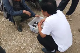 老人出售吉娃娃要价三个1200元男子给价1000元，老人不准买家摸！视频封面