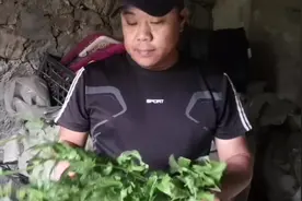 家兔常吃这两种植物，能有效预防兔瘟和巴氏杆菌，很常见视频封面