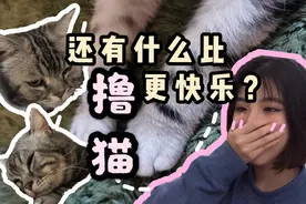 跟小卢一起去猫咖吸猫吧～ 撸一群胖胖的猫咪真的太解压啦！视频封面