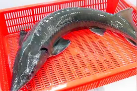 日本大厨用刀娴熟，剔骨去皮做鲟龙鱼刺身，够鲜爽视频封面