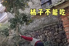 农村奶奶家的橘子树，结满了果子，可惜却不能吃，是怎么回事