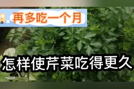 芹菜开始抽苔，用这样的方法使芹菜再多吃一个月视频封面