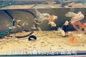 鳑鲏和金鱼混养的结果是什么？狄仁杰他老人家告诉我可能有谋杀案