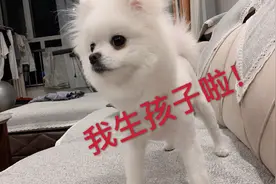 博美生产间隔了30分钟，第二只狗还没生下来，会不会死在肚子里