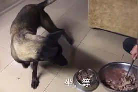 肉档卖剩的猪肝买来喂马犬，营养丰富连吃三盆，吃的过瘾又痛快视频封面