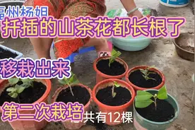 春天扦插的山茶花都成功了，秋天是移栽的最好时机，总共有12株！视频封面