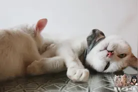 小奶猫四个月还在喝奶，看到猫咪踩奶的样子好心疼猫妈妈！