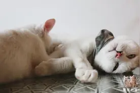 小奶猫四个月还在喝奶，看到猫咪踩奶的样子好心疼猫妈妈！