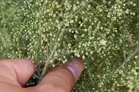 河边野生蒿草可以驱蚊，纯野生天然无公害！据说还有很多用途呢！视频封面