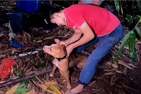 四川农村老表收了一条烈性比特犬，见啥咬啥，主人见了都得害怕视频封面