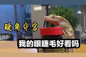 开始养有眼睫毛的守宫蜥蜴，性格温顺还爱吃果泥！