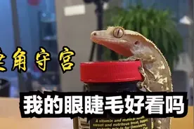 开始养有眼睫毛的守宫蜥蜴，性格温顺还爱吃果泥！视频封面