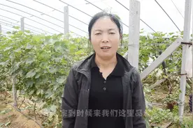 六月中下旬成熟的葡萄有哪些？海燕说的这几个品种，我只吃过一种视频封面