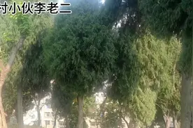 老二给大家分享柏树的功效，原来柏树叶的用途厉害了？早知道早受视频封面