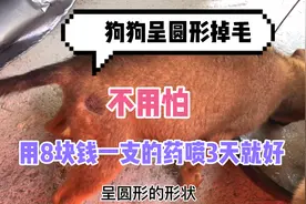 狗狗呈圆形掉毛不用怕，仅8块钱一支，喷3天就好