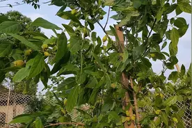 农家腊梅树被果子压弯了，小曾有木棍把它绑直，把果实送网友