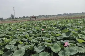 曹县著名景区万亩荷塘，不来正好，来了后悔！