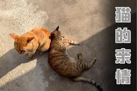 小猫多大才能被妈妈赶走？为啥小猫都一岁了，猫妈还把它带在身边