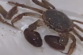 阳澄湖大闸蟹一次吃不完，还可以这样养起来，巨好吃巨新鲜