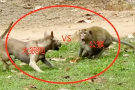 公猴VS大狼狗，精彩的对战！视频封面