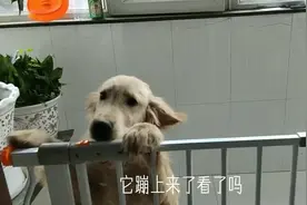 金毛不过尿液发黄，主人就开始猜测起来，是不是小题大做？视频封面